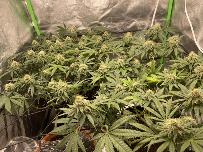 Cherry Popper First Photo run. Week 14
