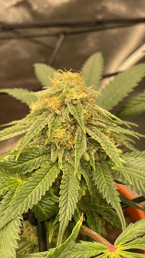 Cherry Poppers. Week 14