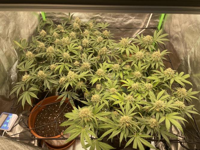 Cherry Popper First Photo run. Week 15