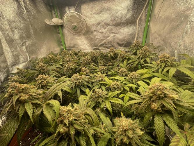 Cherry Poppers. Week 16