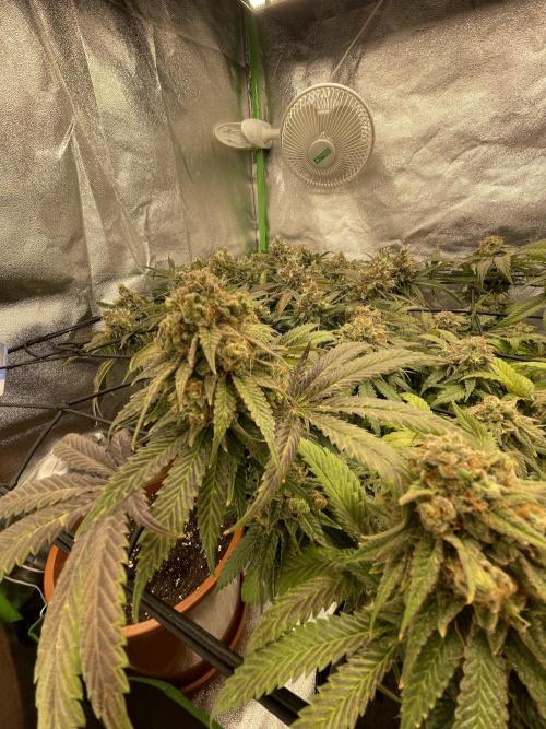 Cherry Popper First Photo run. Week 17