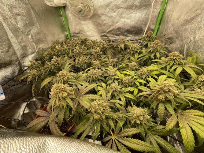 Cherry Popper First Photo run. Week 17