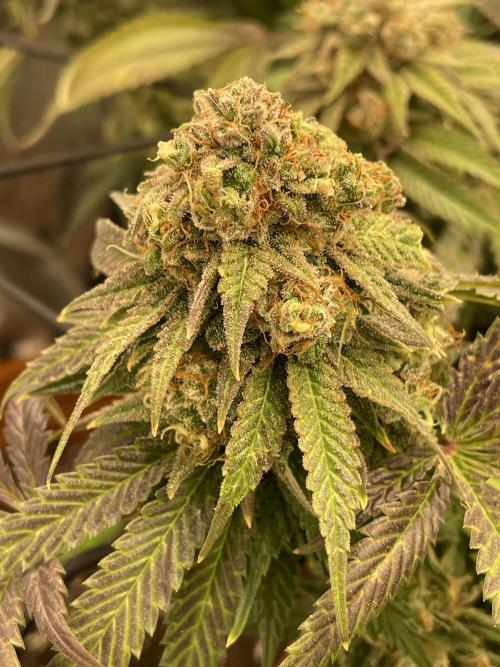 Cherry Popper First Photo run. Week 17