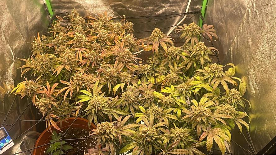 Cherry Popper First Photo run. Week 17