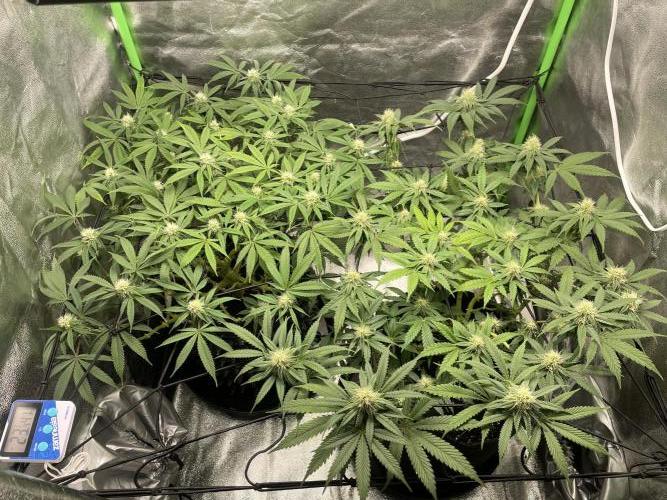 Cherry Popper First Photo run. Week 13