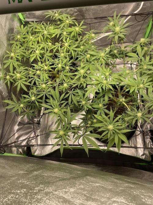 Cherry Popper First Photo run. Week 13