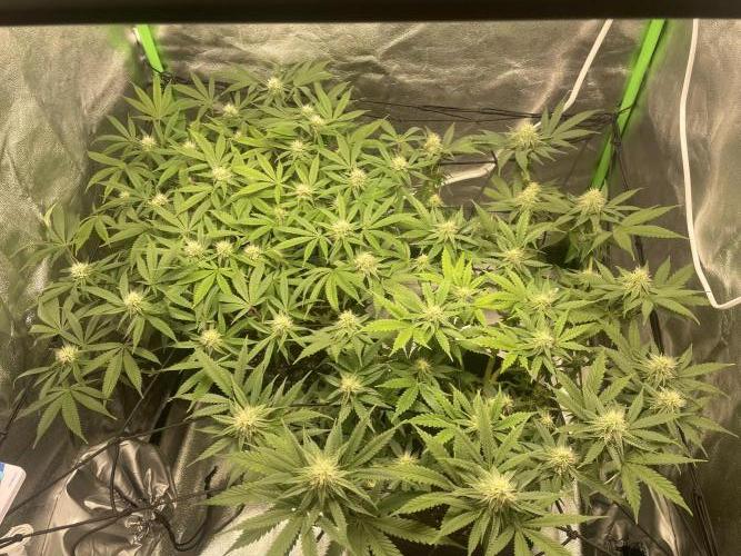 Cherry Popper First Photo run. Week 13