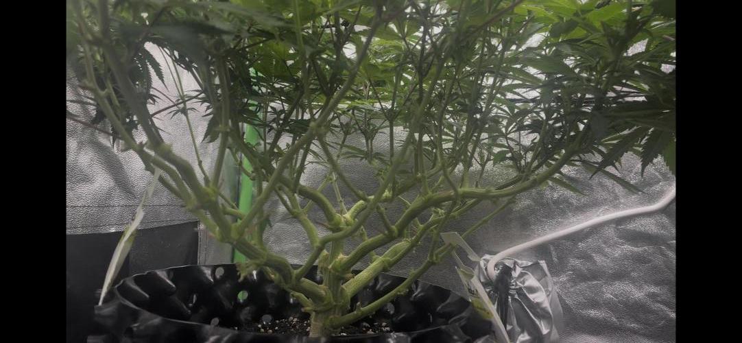 Cherry Popper First Photo run. Week 12