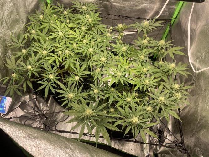 Cherry Popper First Photo run. Week 13