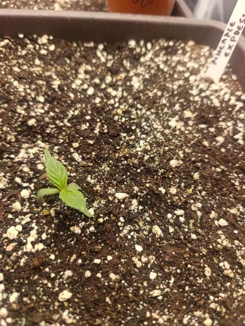 Strawberry gorilla auto. Week 0 - Pineaple express 