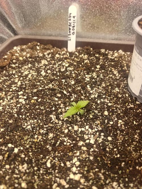 Strawberry gorilla auto. Week 0 - Strawberry gorilla 