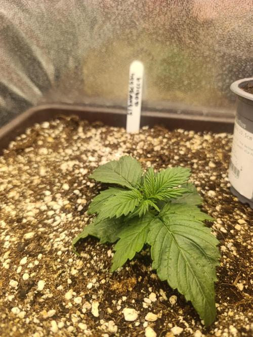 Strawberry gorilla auto. Week 1