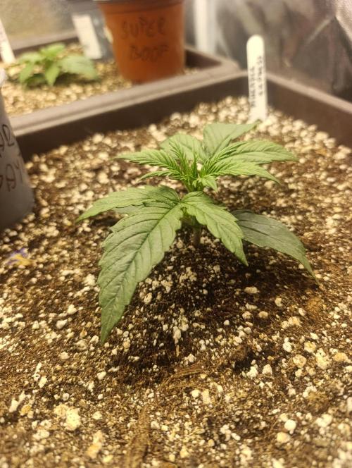 Strawberry gorilla auto. Week 1