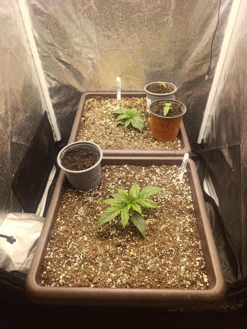 Strawberry gorilla auto. Week 1