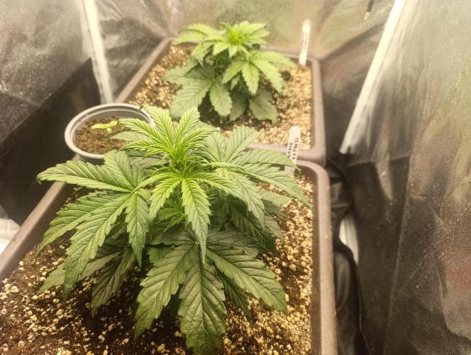 Strawberry gorilla auto. Week 2