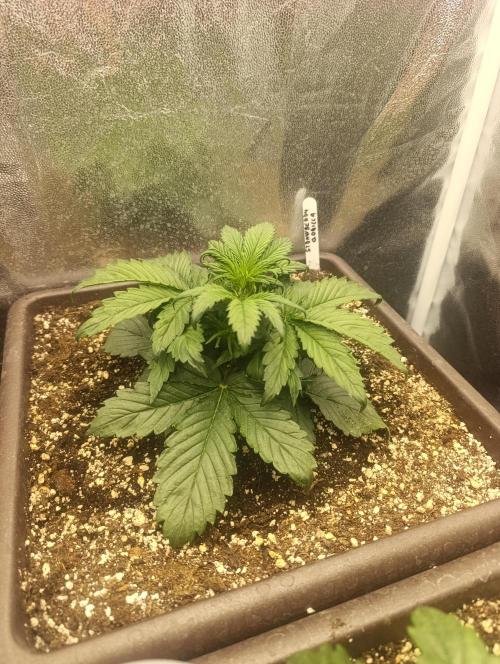 Strawberry gorilla auto. Week 2 - Strawberry gorilla 