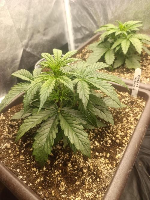 Strawberry gorilla auto. Week 2 - Pineaple express 