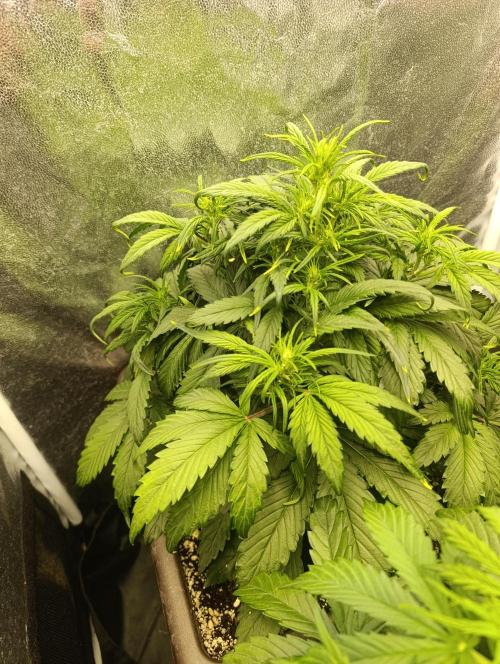 Strawberry gorilla auto. Week 3 - strawberry gorilla 