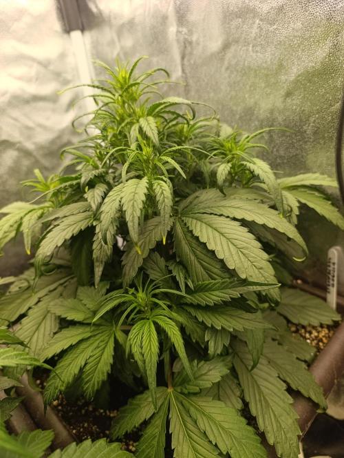Strawberry gorilla auto. Week 3 - strawberry gorilla 
