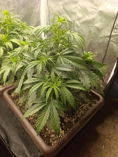 Strawberry gorilla auto. Week 3 - Pineaple express 