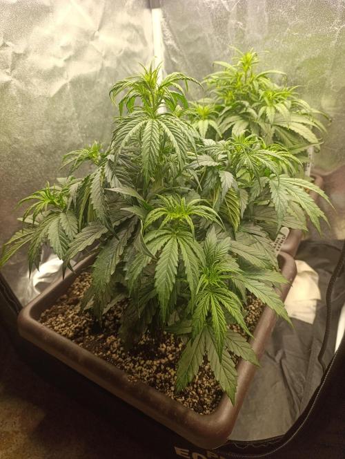 Strawberry gorilla auto. Week 3 - Pineaple express 