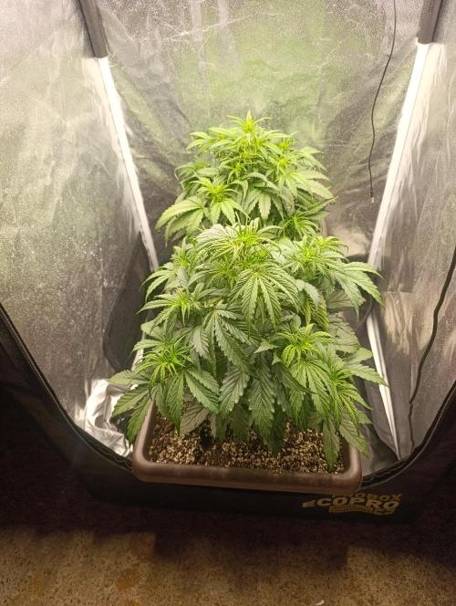 Strawberry gorilla auto. Week 3