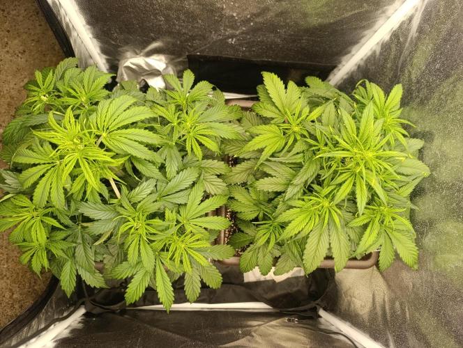 Strawberry gorilla auto. Week 3