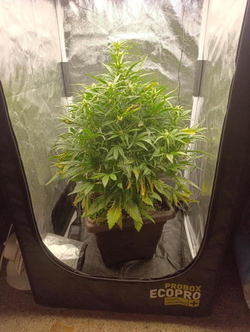 Strawberry gorilla auto. Week 5 - strawberry gorilla 