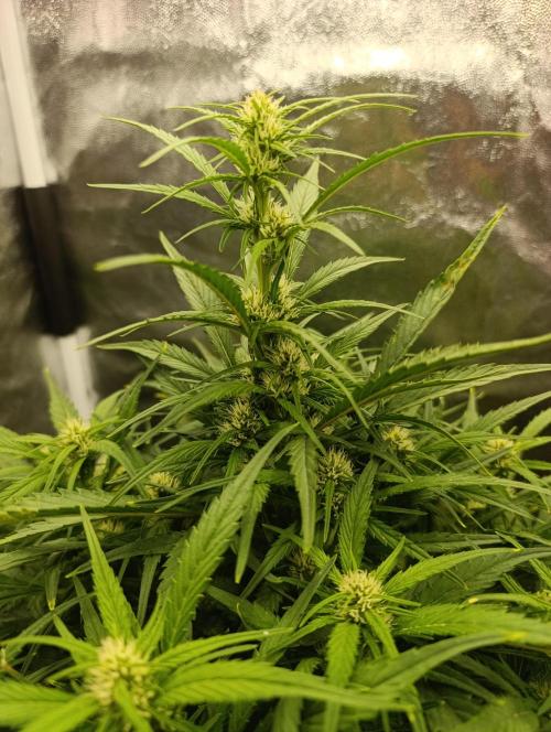 Strawberry gorilla auto. Week 5 - strawberry gorilla 
