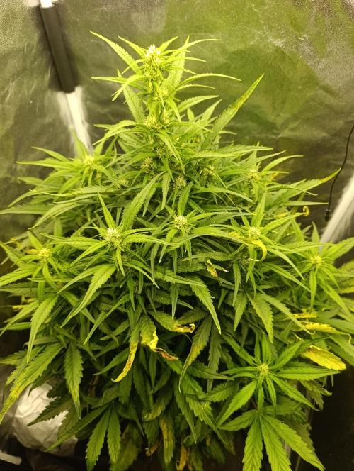 Strawberry gorilla auto. Week 5 - strawberry gorilla 