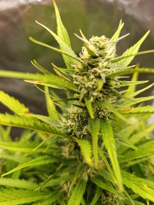 Strawberry gorilla auto. Week 6