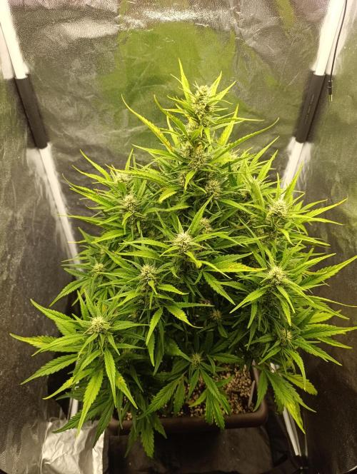 Strawberry gorilla auto. Week 6