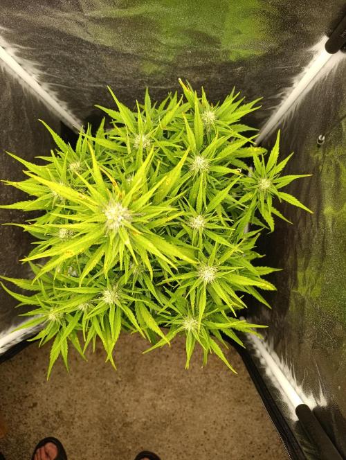 Strawberry gorilla auto. Week 6