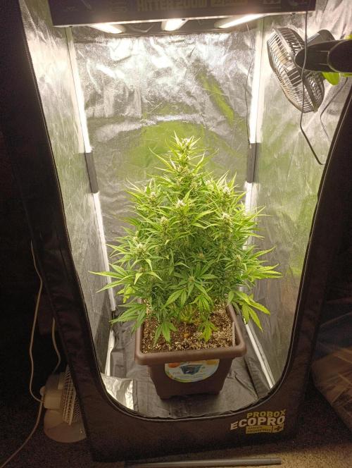 Strawberry Gorilla Auto. Week 6