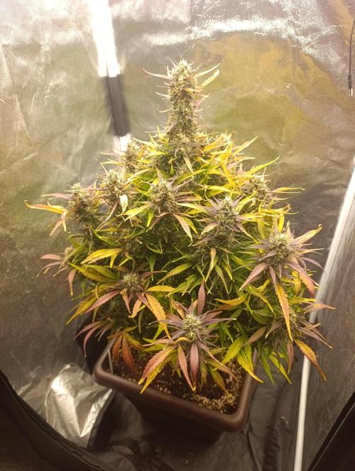 Strawberry gorilla auto. Week 7