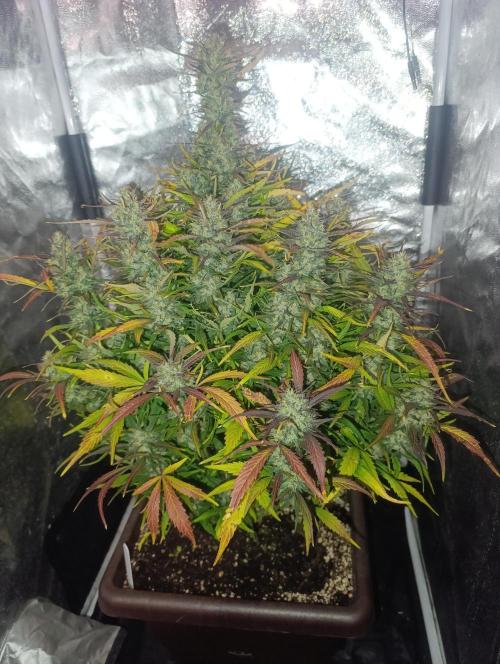 Strawberry gorilla auto. Week 7