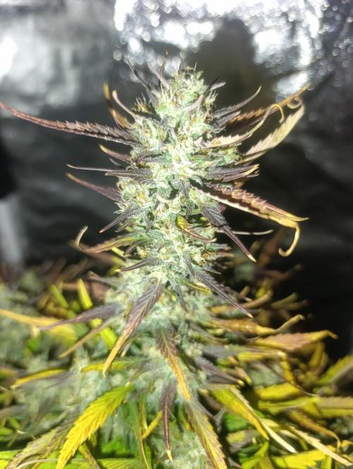 Strawberry gorilla auto. Week 7