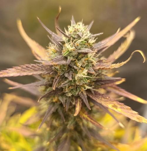 Strawberry gorilla auto. Week 7