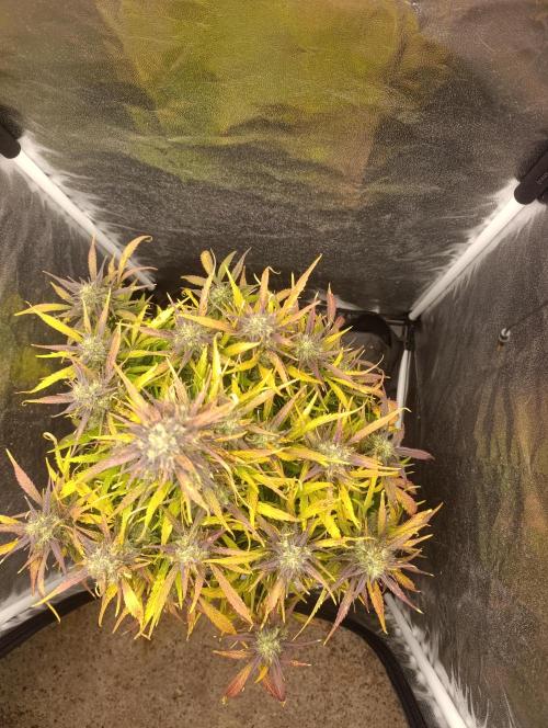 Strawberry gorilla auto. Week 7