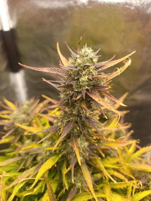 Strawberry Gorilla Auto. Week 7