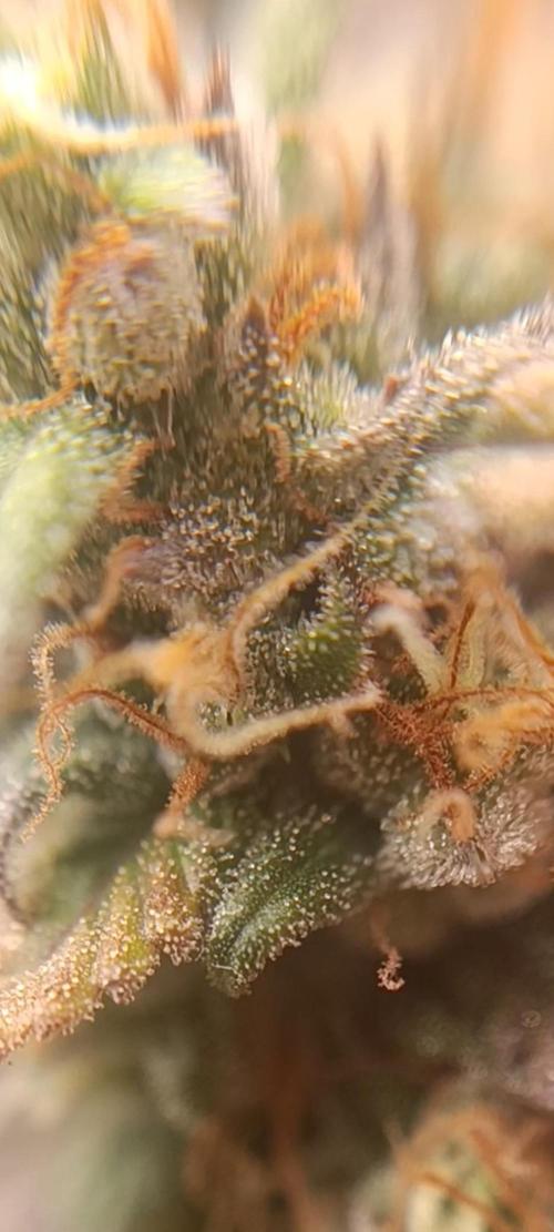Strawberry gorilla auto. Week 8