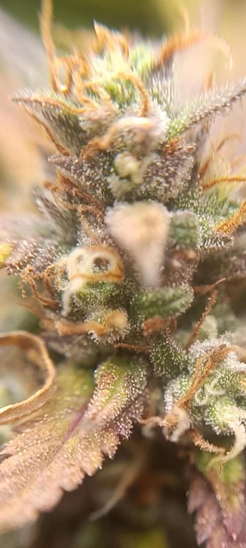 Strawberry gorilla auto. Week 8