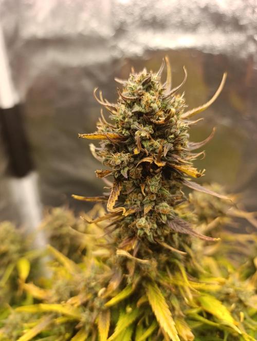 Strawberry gorilla auto. Week 8
