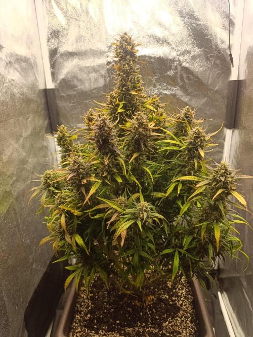 Strawberry gorilla auto. Week 8