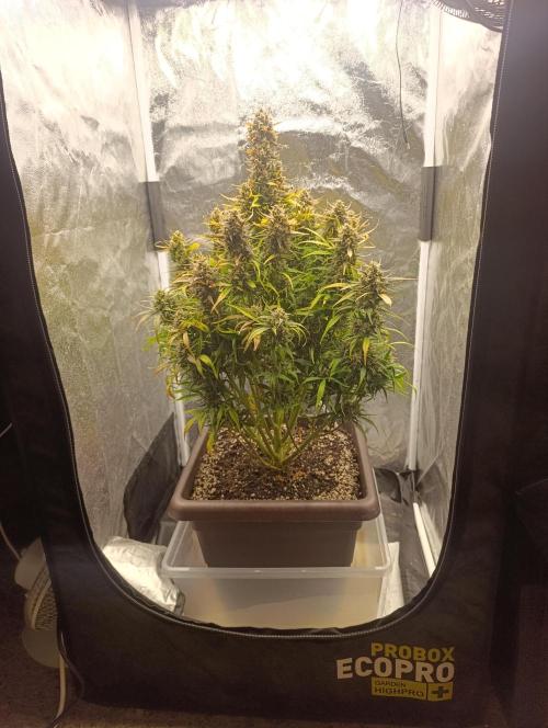 Strawberry gorilla auto. Week 8