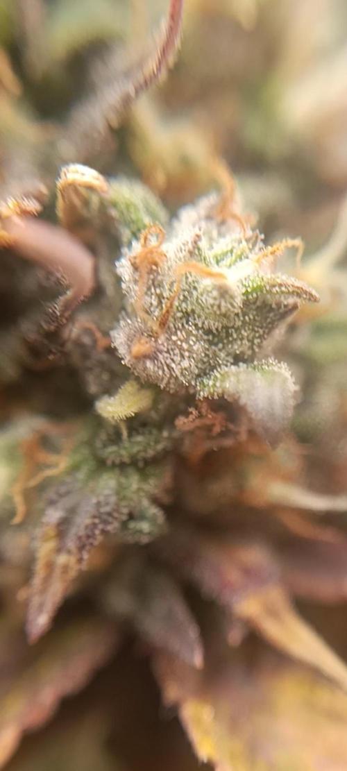 Strawberry gorilla auto. Week 8