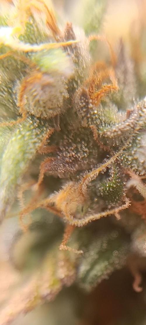 Strawberry gorilla auto. Week 8