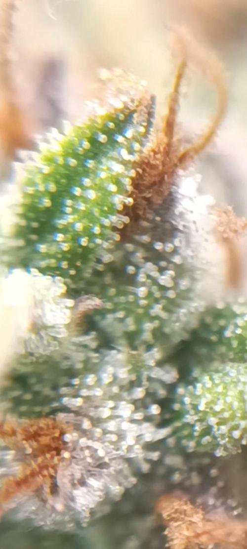 Strawberry gorilla auto. Week 9