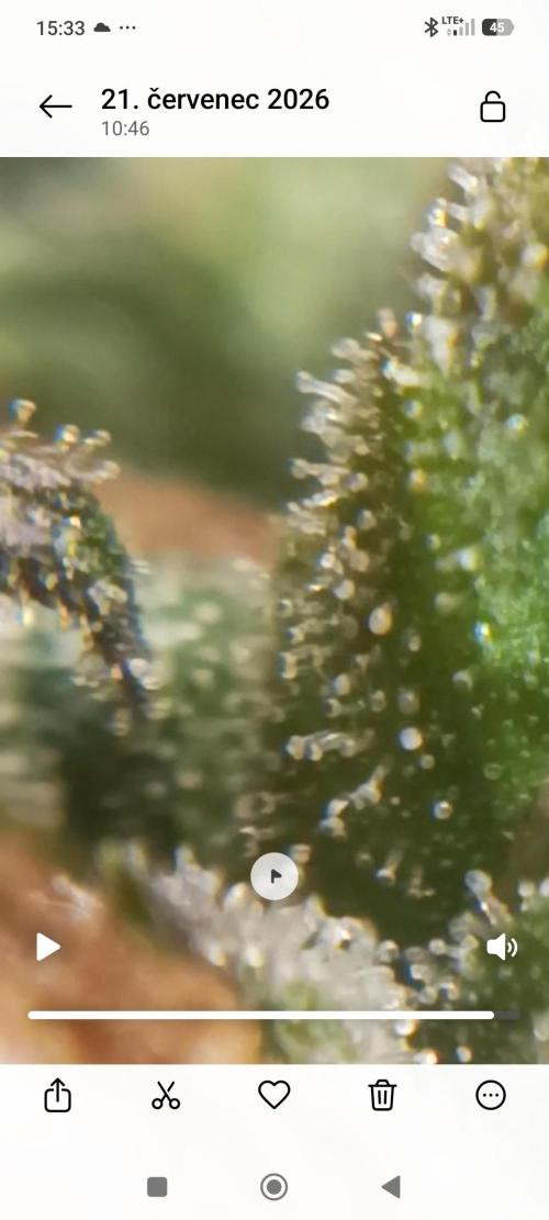Strawberry gorilla auto. Week 9