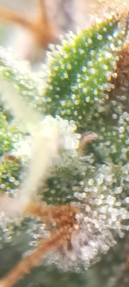 Strawberry gorilla auto. Week 9